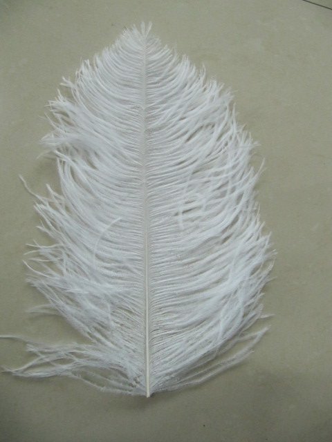 free shipping 22-24inch ostrich feather free shipping 22-24inch ostrich feather