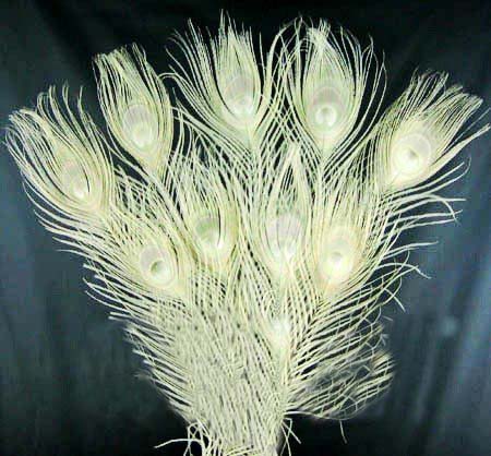 Free-shipping-Attractive-100pcs-Decoloring-Peacock-Tail-Feathers Free-shipping-Attractive-100pcs-Decoloring-Peacock-Tail-Feathers