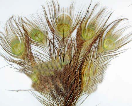 100pcs-Dyed-Coffee-peacock-tail-feathers-about-10-12inch 100pcs-Dyed-Coffee-peacock-tail-feathers-about-10-12inch