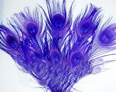 Free-shipping-Attractive-100pcs-Dyed-purple-Peacock-Tail-Feathers Free-shipping-Attractive-100pcs-Dyed-purple-Peacock-Tail-Feathers